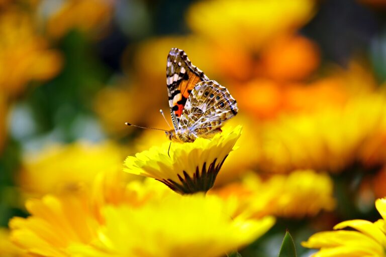 Build a Pollinator Garden: Help Bees, Butterflies & Birds Thrive